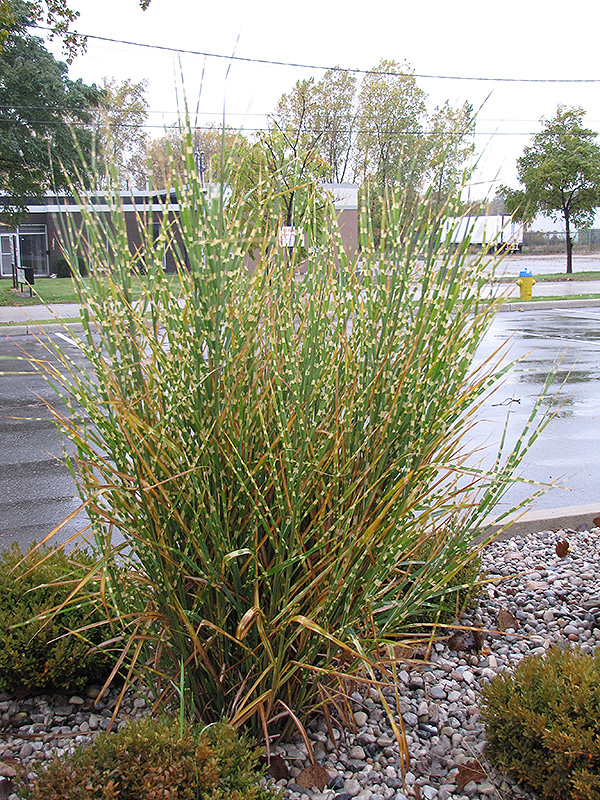 Porcupine Grass (Miscanthus sinensis 'Strictus') at CountryMax Stores