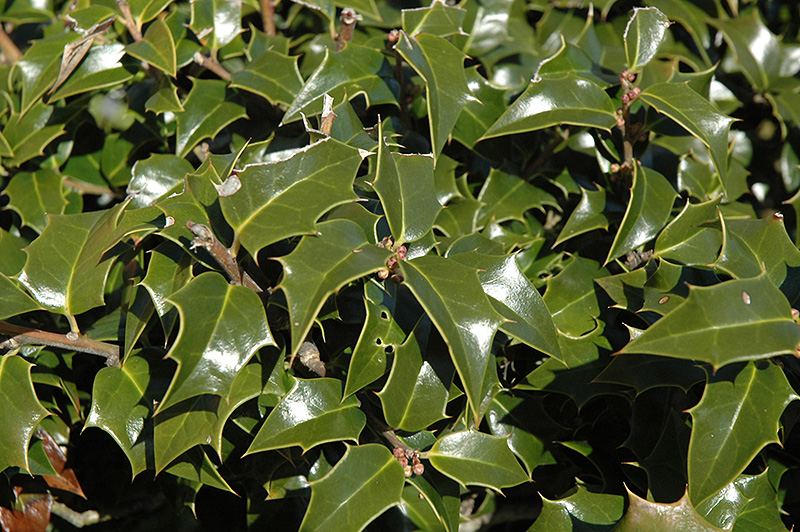 Dragon Lady Holly (Ilex x aquipernyi 'Meschick') in Rochester Syracuse ...