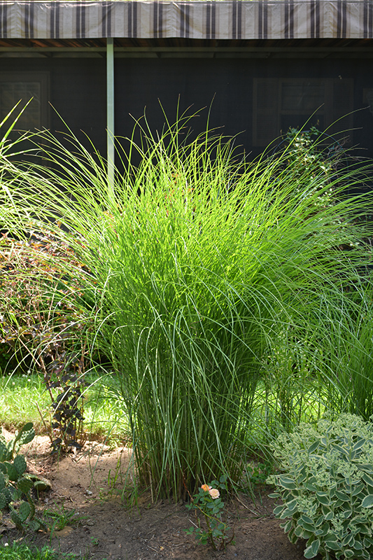 Gracillimus Maiden Grass (Miscanthus sinensis 'Gracillimus') at CountryMax Stores