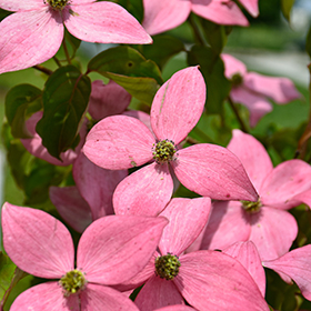 Plant Photo 3